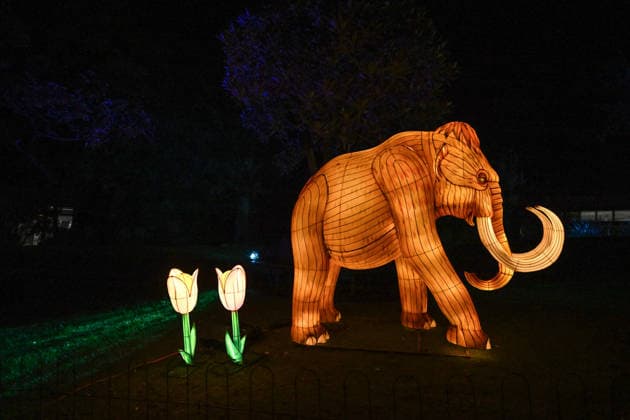 ILLUMINATE ADELAIDE, Mammoth Installation at the Adelaide Zoo during Illuminate Adelaide, Adelaide, Thursday, July 2, 2026. ( NO ARCHIVING ADELAIDE SOUTH AUSTRALIA AUSTRALIA  Copyright: xMICHAELxERREYx 20260702195224614504