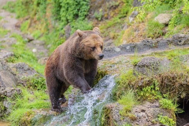 Creative Highlights World Eine Braunbärin (Ursus arctos arctos) läuft durch dichte Vegetation in hügeligem Gelände und überquert dabei Bäche und kleine Wasserfälle. Siebenbürgen, Rumänien A female brown bear (Ursus arctos arctos) is walking through dense vegetation in hilly terrain, crossing streams and small waterfalls along the way. Transylvania, Romania Copyright: imageBROKER photoholic iblprn18240409.jpg