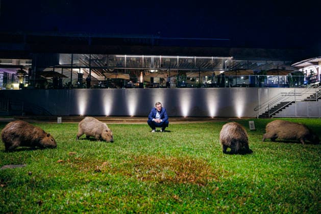 Johann Wadephul (CDU), Bundesaussenminister, aufgenommen zusammen mit Capybara in Brasilia, 03.07.2026. Fotografiert im Auftrag des Auswaertigen Amtes (AA) Brasilia Brasilien *** Johann Wadephul (CDU), Federal Minister of Foreign Affairs, pictured with a capybara in Brasília, July 3, 2026. Photographed on behalf of the Federal Foreign Office (AA) in Brasília, Brazil. Copyright: xFelixxZahnx
