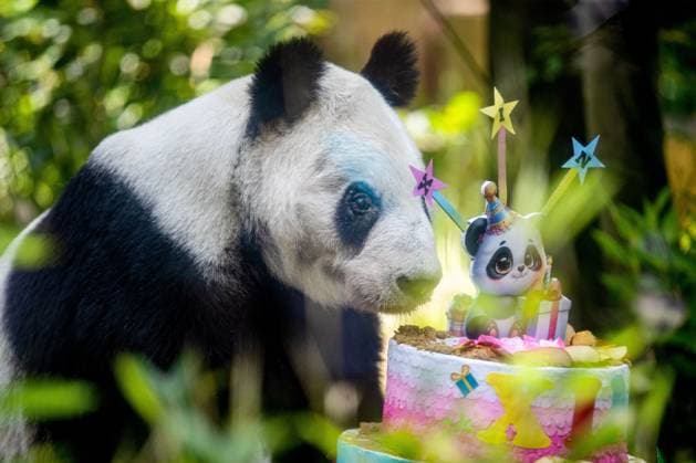 Giant panda Xin Xin is seen next to her specially crafted birthday cake during her 36th birthday MEXICO CITY, MEXICO - JULY 04: Giant panda Xin Xin is seen next to her specially crafted birthday cake during her 36th birthday celebration at the Bosque de Chapultepec zoo on July 4, 2026 in Mexico City, Mexico. Xin Xin, whose name means hope, remains a symbol of the diplomatic friendship between Mexico and China. Mexico City Copyright: x xaddixsetyawanx xJNAxPressx