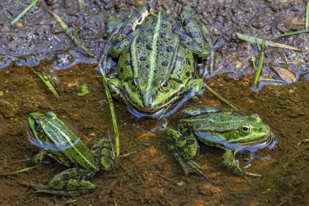 Creative Highlights World Grüne Wasserfrösche, Pelophylax sonnt sich im späten Frühling, Frühsommer am Ufer des Teiches Green water frogs, Pelophylax sunning on the shore of pond in late spring, early summer Copyright: imageBROKER alimdix xArterra ibltsm18157867.jpg