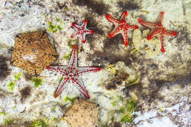 Mehrere Rotknopf Seesterne (Protoreaster linckii) zeigen in flachen tropischen Gewässern verschiedene leuchtende Farben und Muster. Blick von oben auf Sand und Seegras vor der Küste von Sansibar Multiple red-knobbed starfish (Protoreaster linckii) displaying various vibrant colors and patterns in shallow tropical water. Top down view over sand and seagrass in Zanzibar Copyright: imageBROKER EvaldasxMikoliunas ibxemi18263583.jpg