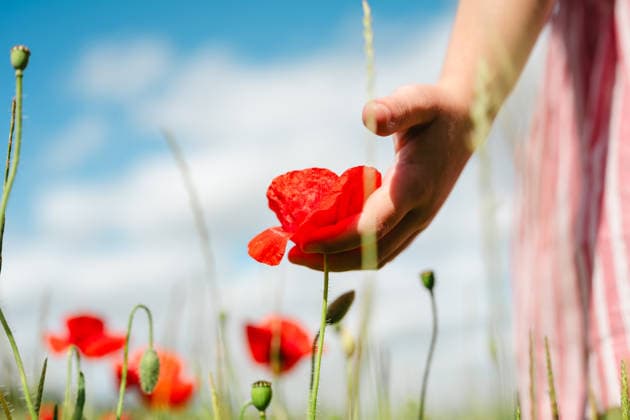 Hand touching a red poppy flower in a summer meadow outdoor model released, Symbolfoto, IGEF01037