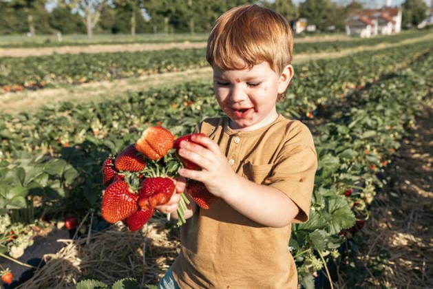 A little boy eats freshly picked strawberries in a sunny farm field model released, Symbolfoto, Mainz RLP Germany ALPF00231