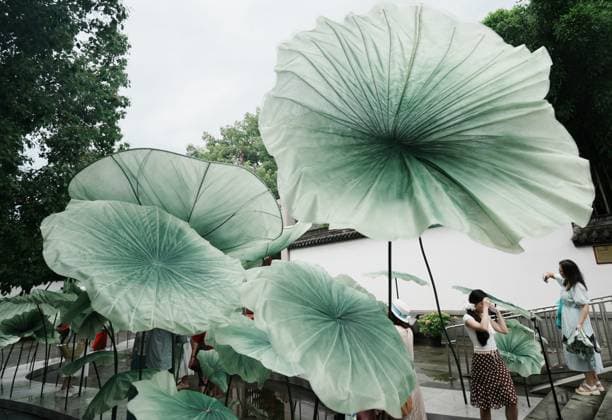 Lotus Leaf Art Installation Citizens enjoy the cool breeze under an art installation composed of giant lotus leaves in Hangzhou, Zhejiang Province, China on July 5, 2026. Hangzhou Zhejiang China  Copyright: xLWx i1783267421228