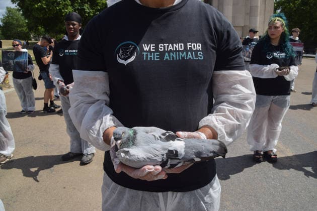 July 5, 2026, London, England, United Kingdom: An animal rights activist holds a dead pigeon next to the Wellington Arch at Hyde Park Corner during a vigil by the group We Stand For The Animals for the billions of animals exploited, abused and killed by humans for food, clothing, entertainment and other areas of human activity. The activists held pictures of various species as well as bodies of real animals, who died of natural causes, in remembrance of animals worldwide and in protest against speciesism. London United Kingdom  - ZUMAv130 20260705_zip_v130_005 Copyright: xVukxValcicx
