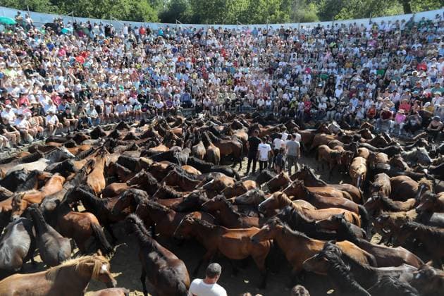 La Rapa das Bestas Celebration 2026 A Rapa das Bestas Celebration, on July 5, 2026, in Sabucedo, Pontevedra, Galicia, Spain. A Rapa das Bestas is an ancient Galician festival that involves capturing wild horses in the mountains, driving them into a fenced enclosure, and cutting their manes to deworm and care for them. It is a ritual of strength and tradition that symbolizes the coexistence of humans and nature, celebrated primarily in Sabucedo. JULY 5, 2026 Sabucedo, Pontevedra, Galicia, Sabucedo, Pontevedra, Galicia, Spain  Copyright: xCarlosxCastrox 7646485