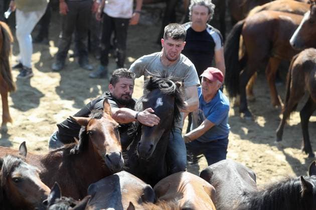 La Rapa das Bestas Celebration 2026 A Rapa das Bestas Celebration, on July 5, 2026, in Sabucedo, Pontevedra, Galicia, Spain. A Rapa das Bestas is an ancient Galician festival that involves capturing wild horses in the mountains, driving them into a fenced enclosure, and cutting their manes to deworm and care for them. It is a ritual of strength and tradition that symbolizes the coexistence of humans and nature, celebrated primarily in Sabucedo. JULY 5, 2026 Sabucedo, Pontevedra, Galicia, Sabucedo, Pontevedra, Galicia, Spain  Copyright: xCarlosxCastrox 7646487