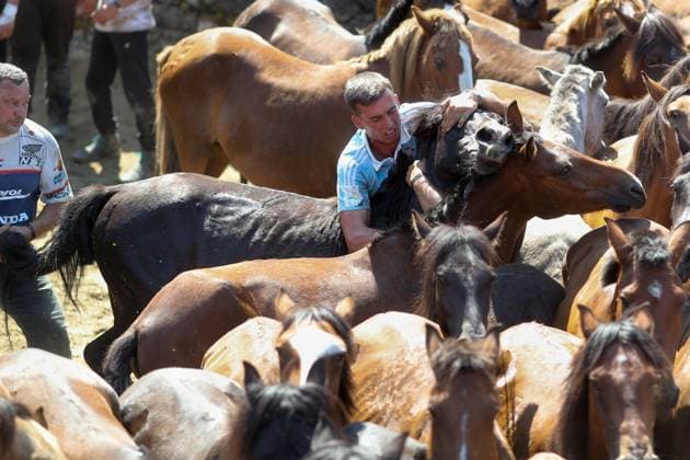 La Rapa das Bestas Celebration 2026 A Rapa das Bestas Celebration, on July 5, 2026, in Sabucedo, Pontevedra, Galicia, Spain. A Rapa das Bestas is an ancient Galician festival that involves capturing wild horses in the mountains, driving them into a fenced enclosure, and cutting their manes to deworm and care for them. It is a ritual of strength and tradition that symbolizes the coexistence of humans and nature, celebrated primarily in Sabucedo. JULY 5, 2026 Sabucedo, Pontevedra, Galicia, Sabucedo, Pontevedra, Galicia, Spain  Copyright: xCarlosxCastrox 7646488