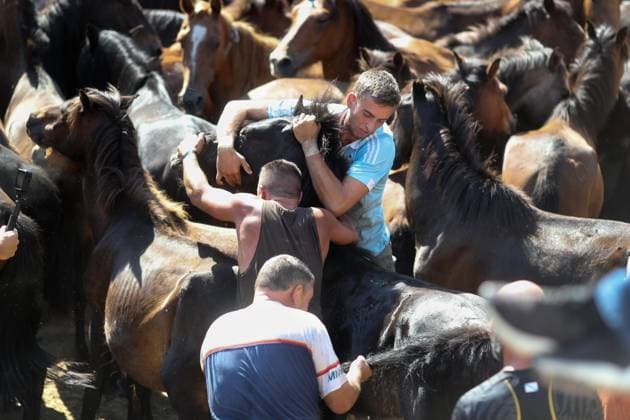 La Rapa das Bestas Celebration 2026 A Rapa das Bestas Celebration, on July 5, 2026, in Sabucedo, Pontevedra, Galicia, Spain. A Rapa das Bestas is an ancient Galician festival that involves capturing wild horses in the mountains, driving them into a fenced enclosure, and cutting their manes to deworm and care for them. It is a ritual of strength and tradition that symbolizes the coexistence of humans and nature, celebrated primarily in Sabucedo. JULY 5, 2026 Sabucedo, Pontevedra, Galicia, Sabucedo, Pontevedra, Galicia, Spain  Copyright: xCarlosxCastrox 7646490