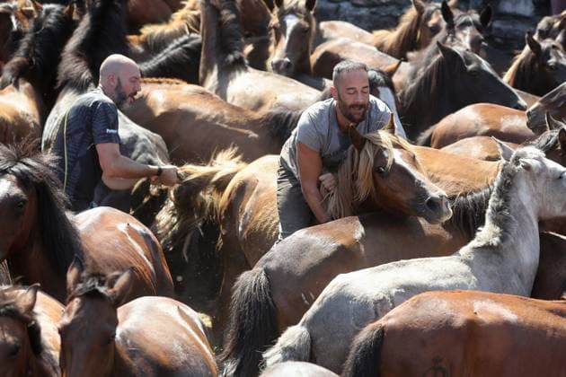 La Rapa das Bestas Celebration 2026 A Rapa das Bestas Celebration, on July 5, 2026, in Sabucedo, Pontevedra, Galicia, Spain. A Rapa das Bestas is an ancient Galician festival that involves capturing wild horses in the mountains, driving them into a fenced enclosure, and cutting their manes to deworm and care for them. It is a ritual of strength and tradition that symbolizes the coexistence of humans and nature, celebrated primarily in Sabucedo. JULY 5, 2026 Sabucedo, Pontevedra, Galicia, Sabucedo, Pontevedra, Galicia, Spain  Copyright: xCarlosxCastrox 7646491