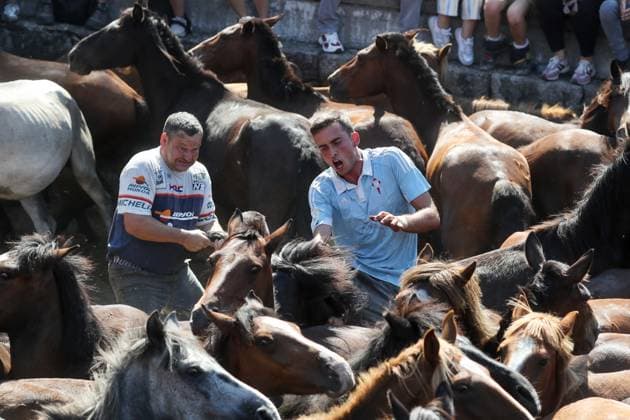 La Rapa das Bestas Celebration 2026 A Rapa das Bestas Celebration, on July 5, 2026, in Sabucedo, Pontevedra, Galicia, Spain. A Rapa das Bestas is an ancient Galician festival that involves capturing wild horses in the mountains, driving them into a fenced enclosure, and cutting their manes to deworm and care for them. It is a ritual of strength and tradition that symbolizes the coexistence of humans and nature, celebrated primarily in Sabucedo. JULY 5, 2026 Sabucedo, Pontevedra, Galicia, Sabucedo, Pontevedra, Galicia, Spain  Copyright: xCarlosxCastrox 7646482