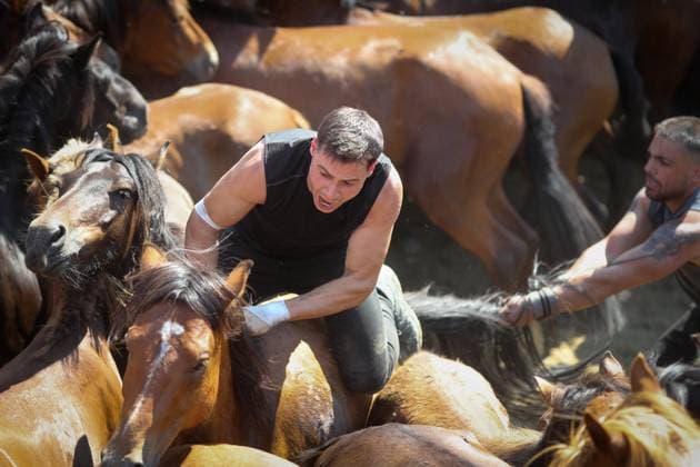 La Rapa das Bestas Celebration 2026 A Rapa das Bestas Celebration, on July 5, 2026, in Sabucedo, Pontevedra, Galicia, Spain. A Rapa das Bestas is an ancient Galician festival that involves capturing wild horses in the mountains, driving them into a fenced enclosure, and cutting their manes to deworm and care for them. It is a ritual of strength and tradition that symbolizes the coexistence of humans and nature, celebrated primarily in Sabucedo. JULY 5, 2026 Sabucedo, Pontevedra, Galicia, Sabucedo, Pontevedra, Galicia, Spain  Copyright: xCarlosxCastrox 7646527