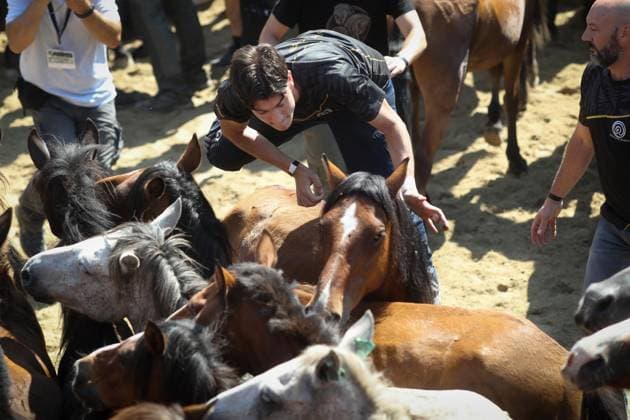 La Rapa das Bestas Celebration 2026 A Rapa das Bestas Celebration, on July 5, 2026, in Sabucedo, Pontevedra, Galicia, Spain. A Rapa das Bestas is an ancient Galician festival that involves capturing wild horses in the mountains, driving them into a fenced enclosure, and cutting their manes to deworm and care for them. It is a ritual of strength and tradition that symbolizes the coexistence of humans and nature, celebrated primarily in Sabucedo. JULY 5, 2026 Sabucedo, Pontevedra, Galicia, Sabucedo, Pontevedra, Galicia, Spain  Copyright: xCarlosxCastrox 7646536