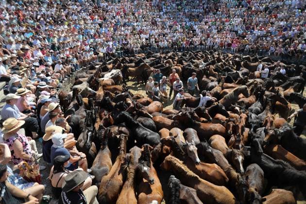 News Themen der Woche KW27 La Rapa das Bestas Celebration 2026 A Rapa das Bestas Celebration, on July 5, 2026, in Sabucedo, Pontevedra, Galicia, Spain. A Rapa das Bestas is an ancient Galician festival that involves capturing wild horses in the mountains, driving them into a fenced enclosure, and cutting their manes to deworm and care for them. It is a ritual of strength and tradition that symbolizes the coexistence of humans and nature, celebrated primarily in Sabucedo. JULY 5, 2026 Sabucedo, Pontevedra, Galicia, Sabucedo, Pontevedra, Galicia, Spain  Copyright: xCarlosxCastrox 7646540