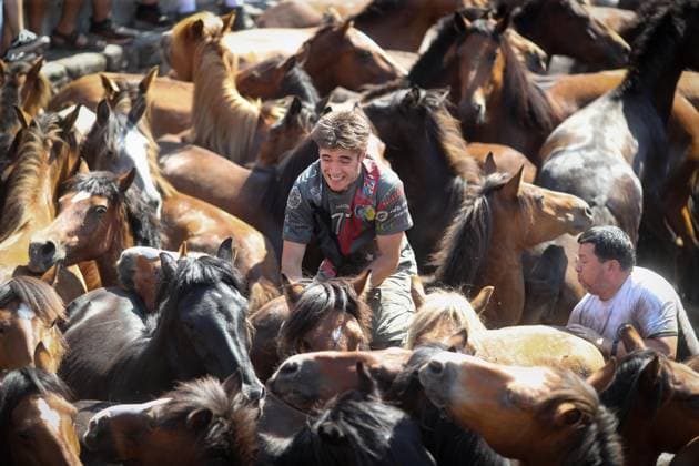 La Rapa das Bestas Celebration 2026 A Rapa das Bestas Celebration, on July 5, 2026, in Sabucedo, Pontevedra, Galicia, Spain. A Rapa das Bestas is an ancient Galician festival that involves capturing wild horses in the mountains, driving them into a fenced enclosure, and cutting their manes to deworm and care for them. It is a ritual of strength and tradition that symbolizes the coexistence of humans and nature, celebrated primarily in Sabucedo. JULY 5, 2026 Sabucedo, Pontevedra, Galicia, Sabucedo, Pontevedra, Galicia, Spain  Copyright: xCarlosxCastrox 7646529