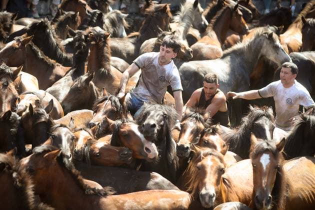 La Rapa das Bestas Celebration 2026 A Rapa das Bestas Celebration, on July 5, 2026, in Sabucedo, Pontevedra, Galicia, Spain. A Rapa das Bestas is an ancient Galician festival that involves capturing wild horses in the mountains, driving them into a fenced enclosure, and cutting their manes to deworm and care for them. It is a ritual of strength and tradition that symbolizes the coexistence of humans and nature, celebrated primarily in Sabucedo. JULY 5, 2026 Sabucedo, Pontevedra, Galicia, Sabucedo, Pontevedra, Galicia, Spain  Copyright: xCarlosxCastrox 7646522
