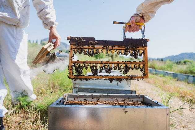 Male beekeepers inspect a breeding frame at a rural apiary model released, Symbolfoto, MRF02752
