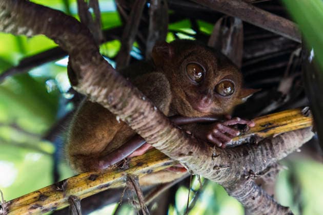 Creative Highlights World Small wild tarsier monkey with big eyes on a branch in Bohol, PNAF07112
