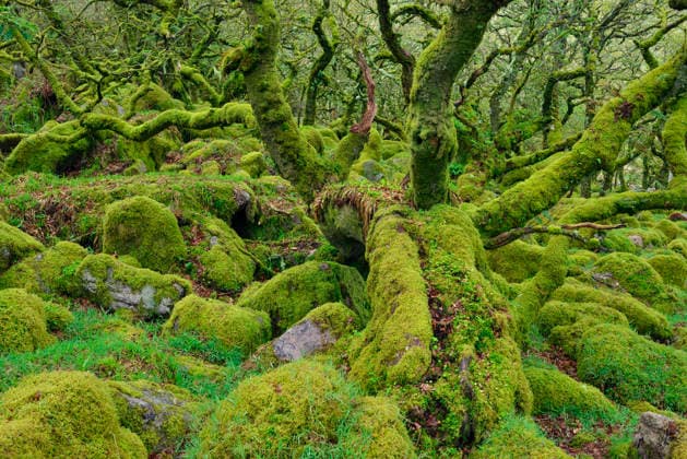 Creative Highlights World Green moss covers ancient twisted trees in Wistmans Wood, RUEF04893