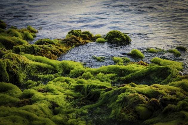 Creative Highlights World Grünalgen und Seetang verstreut entlang der Küste mit ruhigem Meerwasser. Ulva sp Green algae and seaweed scattered along the shoreline with calm ocean water. Ulva sp Copyright: imageBROKER mailcaroline ibxbpb17622138.jpg
