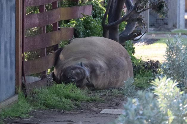 NEIL THE SEAL, A general view of Neil the seal, a 1,000-kilogram elephant seal who returns to southern Tasmania twice a year, in Tasmania, Australia, Monday, July 6, 2026. ( NO ARCHIVING TASMANIA TAS Australia  Copyright: xETHANxJAMESx 20260706153695931163