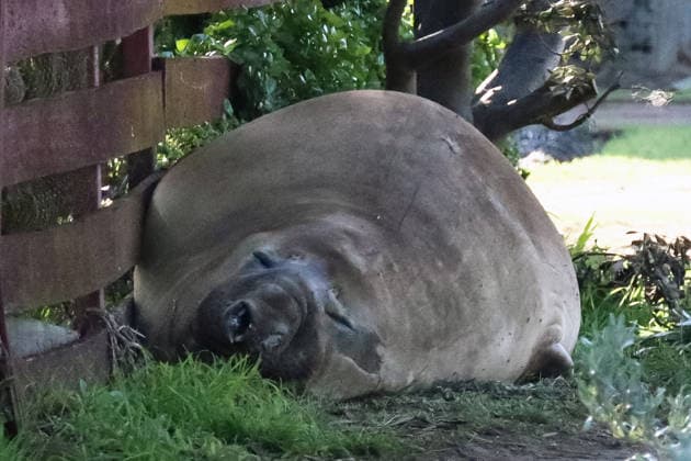 NEIL THE SEAL, A general view of Neil the seal, a 1,000-kilogram elephant seal who returns to southern Tasmania twice a year, on a residential street in Tasmania, Australia, Monday, July 6, 2026. ( NO ARCHIVING TASMANIA TAS Australia  Copyright: xETHANxJAMESx 20260706166830883968