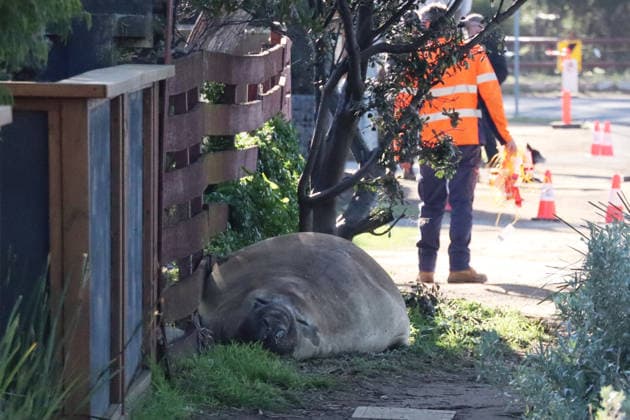 NEIL THE SEAL, A general view of Neil the seal, a 1,000-kilogram elephant seal who returns to southern Tasmania twice a year, on a residential street in Tasmania, Australia, Monday, July 6, 2026. ( NO ARCHIVING TASMANIA TAS Australia  Copyright: xETHANxJAMESx 20260706192469176615