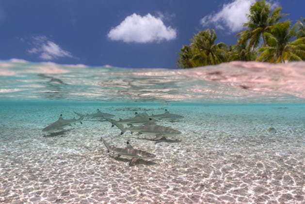 Creative Highlights World Sharks swimming in a clear shallow tropical lagoon Rangiroa, The Tuamotu and Gambier Islands, French Polynesia CR_CYCY260624-2065898-01