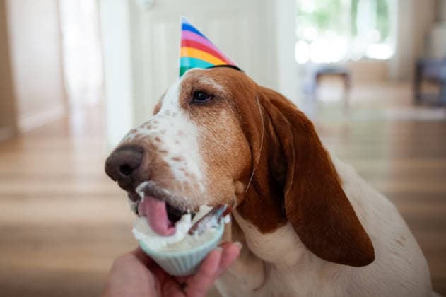 Basset hound dog wearing a party hat eats whip cream Grimes, Iowa, United States CR_LIPF260702-2074178-01