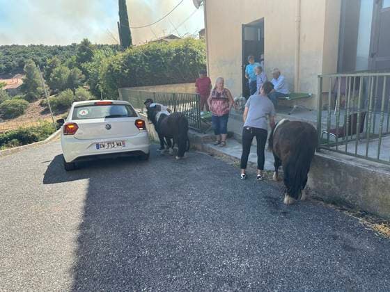 Huge fire keeps spreading around - Pyrénées-Orientales Donkeys from Montalba-le-Chateau in the Pyrenees-Orientales, France on July 6, 2026, are taken out of the wildfire who has forced the evacuation of thousands of people as the country grapples with the impacts of an early summer heatwave. The fire, who started in Trévillach, has burned at least 4,600 hectares. Photo by Isabelle Castoldi ABACAPRESS.COM Belesta France  Copyright: xGeyresxChristophe ABACAx
