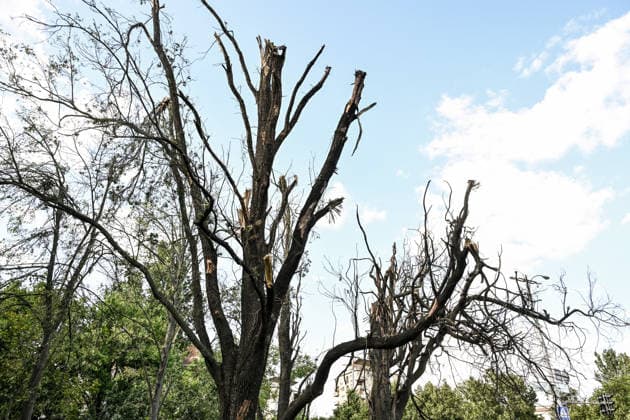 RECORD DATE NOT STATED Trees damaged in a Russian guided bomb attack on Zaporizhzhia, Ukraine, on July 5, 2026. Russian forces struck the city with two guided aerial bombs. One bomb hit near a multi-storey residential building, while the other struck a private residential area. The attack damaged 35 apartments in the apartment building and destroyed private homes. More than ten people were injured, and a police officer was killed (Photo by Dmytro Smolienko Ukrinform) Russian forces strike Zaporizhzhia with two guided bombs  Copyright: xDmytroxSmolienkox