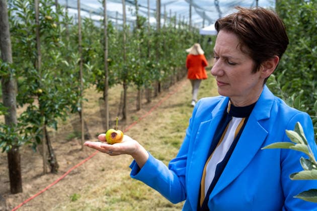 Einsatz Künstlicher Intelligenz in der Landwirtschaft. Im Bild die Ministerin für Landwirtschaft und Verbraucherschutz des Landes Nordrhein-Westfalen Silke Gorißen mit einem von der Sonne bereits verbrannten unreifen Apfel. Im Rahmen der Tour Starke Zukunft in Nordrhein-Westfalen: KI in Landwirtschaft und Wald besuchte die Ministerin auf ihrer vierten Station das Zukunftslabor der Agrar-, Ernährungs- und Ingenieurwissenschaftlichen Fakultät der Universität Bonn (AEI) auf dem Campus Klein-Altendorf in Rheinbach. *** The Use of Artificial Intelligence in Agriculture Pictured here is Silke Gorißen, Minister of Agriculture and Consumer Protection for the State of North Rhine-Westphalia, holding an unripe apple that has already be