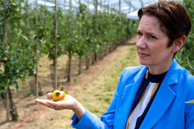 Einsatz Künstlicher Intelligenz in der Landwirtschaft. Im Bild die Ministerin für Landwirtschaft und Verbraucherschutz des Landes Nordrhein-Westfalen Silke Gorißen mit einem von der Sonne bereits verbrannten unreifen Apfel. Im Rahmen der Tour Starke Zukunft in Nordrhein-Westfalen: KI in Landwirtschaft und Wald besuchte die Ministerin auf ihrer vierten Station das Zukunftslabor der Agrar-, Ernährungs- und Ingenieurwissenschaftlichen Fakultät der Universität Bonn (AEI) auf dem Campus Klein-Altendorf in Rheinbach. *** The Use of Artificial Intelligence in Agriculture Pictured here is Silke Gorißen, Minister of Agriculture and Consumer Protection for the State of North Rhine-Westphalia, holding an unripe apple that has already be