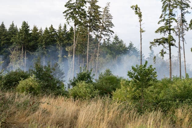Waldbrand breitet sich aus rund 10000 Quadratmeter betroffen Am 07.07.2026 kam es gegen 18:35 Uhr in Weilrod Hasselbach zu einem Waldbrand, der nach ersten Meldungen rund 10.000 Quadratmeter Wald erfasst hat. Die Rauchentwicklung ist weithin sichtbar, auch aus dem benachbarten Grävenwiesbach werden Meldungen zu dem Brand gemeldet. Die Feuerwehr Weilrod ist im Einsatz und hat wasserführende Fahrzeuge sowie weitere überörtliche Löschzüge angefordert. Stark auflebender Wind erschwert die Löscharbeiten. Über die Warnapp NINA wurde für die betroffenen Gebiete eine Warnung der Warnstufe Gefahr ausgegeben. Weilrod Hessen Deutschland *** Forest Fire Spreads; About 10,000 Square Meters Affected On July 7, 2026, at approximately 6:35 p.