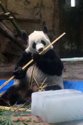CHENGDU, CHINA - JULY 08: A giant panda eats bamboo beside an ice block to cool down at Chengdu Zoo on July 8, 2026 in Chengdu, Sichuan Province of China. The Chengdu Zoo has taken various measures to help animals beat the summer heat.  Copyright: xChinaxNewsxServicex 111653056938