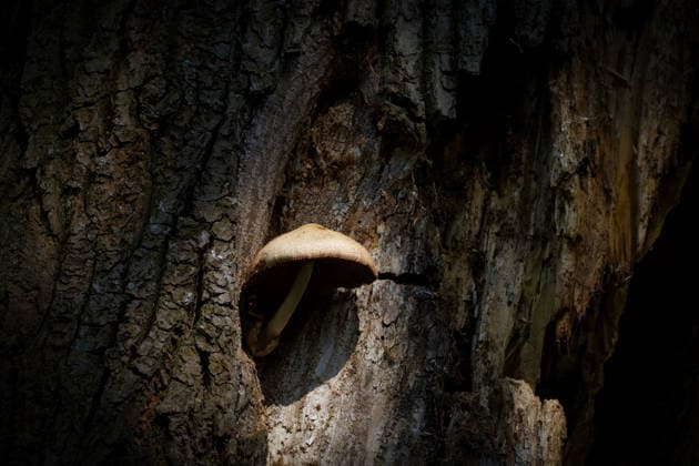 Ein kleiner hellbrauner Pilz wächst aus einer dunklen Höhle im strukturierten Stamm einer alten Rosskastanie. Stimmungsvolles Licht. *** a Kleiner light brown Pilz grows from a dark Cave at structured Tribe a Old Horse Chestnut Atmospheric Light 1133503000