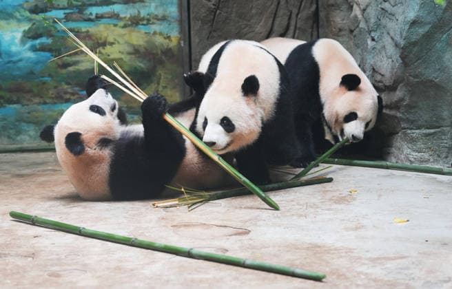 CHENGDU, CHINA - JULY 08: Giant pandas enjoy meals inside their enclosure at the Dujiangyan Breeding and Release Research Center of the Chengdu Research Base of Giant Panda Breeding on July 8, 2026 in Chengdu, Sichuan Province of China. The center focuses on the breeding, research, and wild release training of giant pandas.  Copyright: xChinaxNewsxServicex 111653075733
