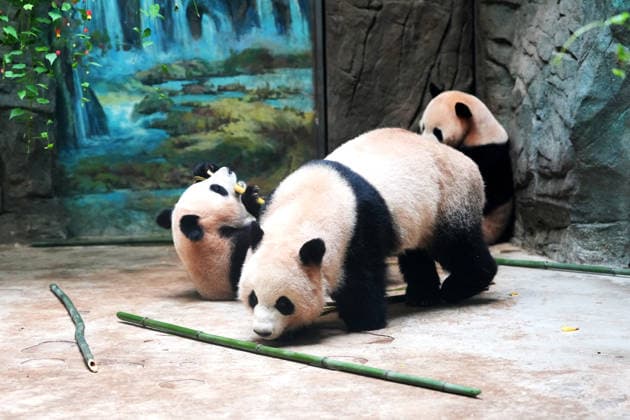 CHENGDU, CHINA - JULY 08: Giant pandas enjoy meals in their enclosure at the Dujiangyan Breeding and Release Research Center of the Chengdu Research Base of Giant Panda Breeding on July 8, 2026 in Chengdu, Sichuan Province of China. The center focuses on the breeding, research, and wild release training of giant pandas.  Copyright: xChinaxNewsxServicex 111653075749