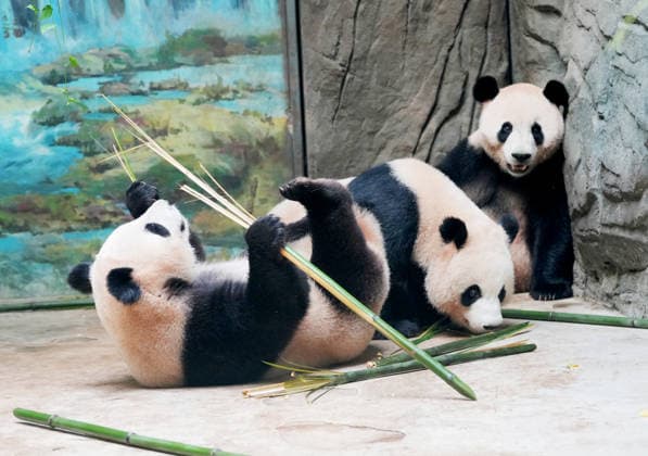 CHENGDU, CHINA - JULY 08: Giant pandas enjoy meals inside their enclosure at the Dujiangyan Breeding and Release Research Center of the Chengdu Research Base of Giant Panda Breeding on July 8, 2026 in Chengdu, Sichuan Province of China. The center focuses on the breeding, research, and wild release training of giant pandas.  Copyright: xChinaxNewsxServicex 111653075757
