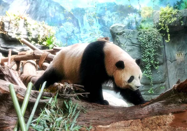 CHENGDU, CHINA - JULY 08: Giant pandas enjoy meals inside their enclosure at the Dujiangyan Breeding and Release Research Center of the Chengdu Research Base of Giant Panda Breeding on July 8, 2026 in Chengdu, Sichuan Province of China.  Copyright: xChinaxNewsxServicex 111653075774
