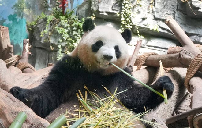 CHENGDU, CHINA - JULY 08: Giant pandas enjoy meals in their enclosure at the Dujiangyan Breeding and Release Research Center of the Chengdu Research Base of Giant Panda Breeding on July 8, 2026 in Chengdu, Sichuan Province of China. The center focuses on the breeding, research, and wild release training of giant pandas.  Copyright: xChinaxNewsxServicex 111653075791