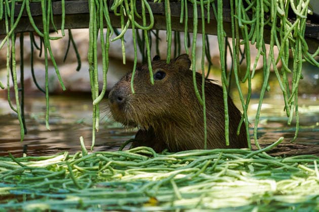 ZHENGZHOU, CHINA - JULY 08: A capybara enjoys beans in the water as staff at Yinji Animal Kingdom provide ice blocks and fruits to help animals cope with the heat on July 8, 2026 in Zhengzhou, Henan Province of China. The zoo has prepared various cooling measures based on different animal habits to help them spend the summer.  Copyright: xChinaxNewsxServicex 111653083793