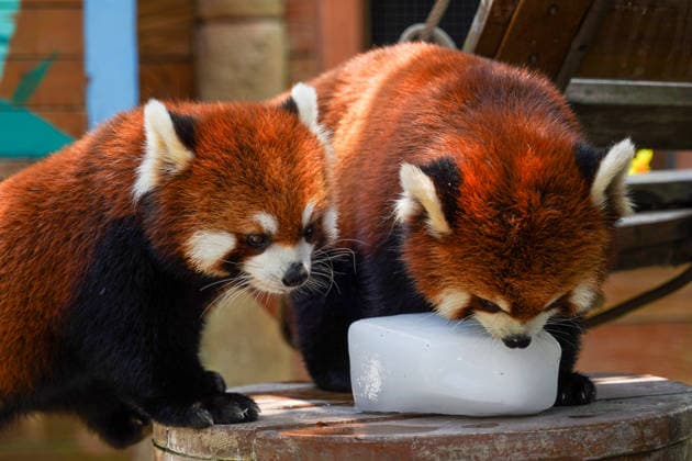 ZHENGZHOU, CHINA - JULY 08: A red panda licks an ice block to cool down at Yinji Animal Kingdom on July 8, 2026 in Zhengzhou, Henan Province of China. The park has prepared ice blocks and fruits for animals to help them cope with the continuous high temperatures in the city.  Copyright: xChinaxNewsxServicex 111653083798