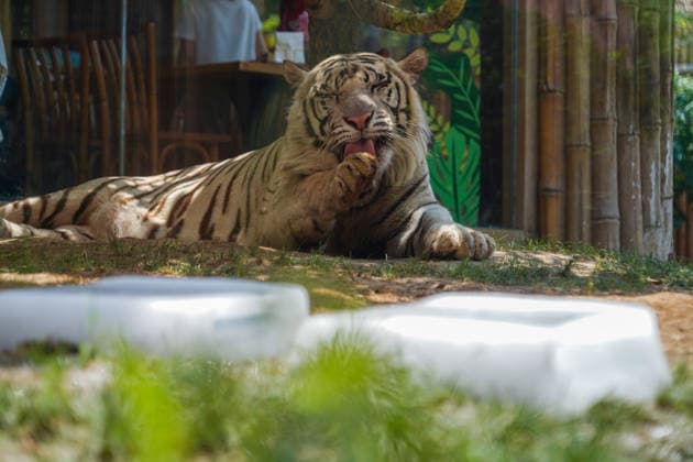 ZHENGZHOU, CHINA - JULY 08: A white tiger rests beside ice blocks at Yinji Animal Kingdom on July 8, 2026 in Zhengzhou, Henan Province of China. The park has prepared ice blocks and fruits to help animals cope with the continuous high temperatures in the city.  Copyright: xChinaxNewsxServicex 111653083864
