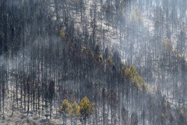 Wildfire burns pine forest in Spain’s Leon LEON, SPAIN - JULY 08: A view of a fire-damaged pine forest following a wildfire that broke out the previous day in Espina de Tremor, reached level 1 on the Potential Severity Index (IGR-1) and threatened more than 30 hectares of woodland in Leon, Spain, on July 8, 2026. Samuel de Roman Anadolu Leon Spain. Editorial use only. Please get in touch for any other usage.  Copyright: x2026xAnadoluxSamuelxdexRomanx