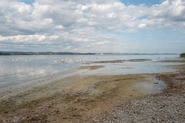 Iznang Niedrigwasser am Bodensee bei Iznang Iznang, Baden-Württemberg, Deutschland Niedriger Wasserstand am Bodensee beim Strandbad Iznang am Untersee. Große freiliegende Ufer und Flachwasserzonen prägen das Bild, während Wasservögel auf den sichtbar trockengefallenen Bereichen und im seichten Wasser stehen. Der niedrige Pegelstand des Bodensees ist dadurch deutlich erkennbar. 08.07.2026. Editorial use only. *** Iznang Low Water Level on Lake Constance near Iznang Iznang, Baden-Württemberg, Germany Low water level on Lake Constance near the Iznang beach on the Untersee Large exposed shorelines and shallow water zones dominate the scene, while waterfowl stand on the areas that have clearly dried up and in the shallow water. The low Copyright: xEibner-Pressefotox EP_EER