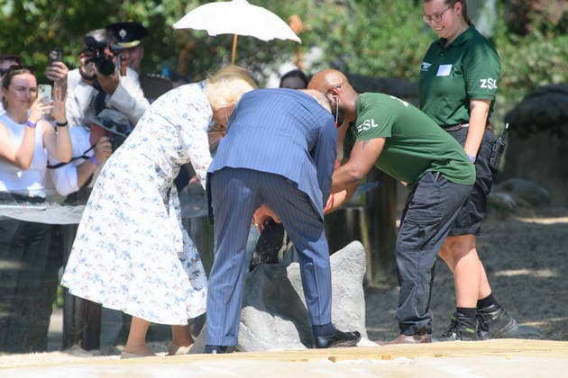 King Charles III and Queen Camilla Visit ZSL London Zoo to Mark 200 Years of ZSL - ZSL London Zoo, London, UK - Thursday 9 July 2026 King Charles III and Queen Camilla make a visit to Penguin Beach at ZSL London Zoo, London, England, UK on Thursday 9 July, 2026 to celebrate 200 years of Zoological Society of London (ZSL)., Credit:Justin Ng Avalon UK, England, London, ZSL London Zoo  Copyright: xJustinxNgx xAvalonx 1115477425