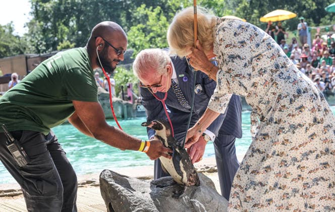 The King and Queen listen to the heart beat of a Penguin using stethoscopes unde The King and Queen listen to the heart beat of a Penguin using stethoscopes under the guidance of vet Stefan Saverimuttu during a health check of the penguins at the Penguin beach at ZSL London Zoo which he visited with The Queen to celebrate the Zoo™s 200th anniversary, Credit:Avalon.red PA ROTA - B68 Avalon  Copyright: xAvalon.redx xPAxROTAx-xB68x xAvalonx 1115489652