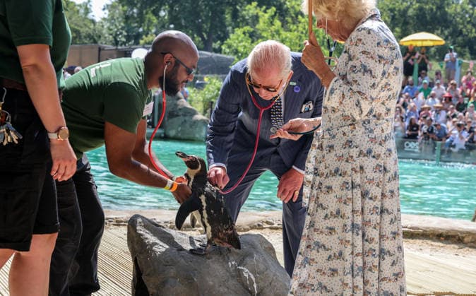 The King and Queen listen to the heart beat of a Penguin using stethoscopes unde The King and Queen listen to the heart beat of a Penguin using stethoscopes under the guidance of vet Stefan Saverimuttu during a health check of the penguins at the Penguin beach at ZSL London Zoo which he visited with The Queen to celebrate the Zoo™s 200th anniversary, Credit:Avalon.red PA ROTA - B68 Avalon  Copyright: xAvalon.redx xPAxROTAx-xB68x xAvalonx 1115489687